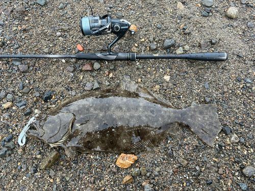 ヒラメの釣果