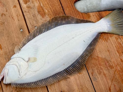 ヒラメの釣果
