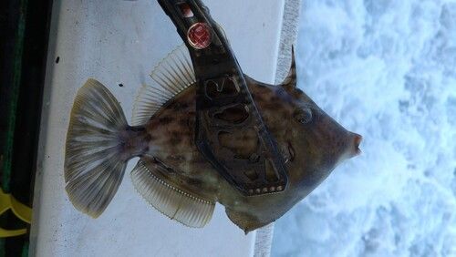 カワハギの釣果