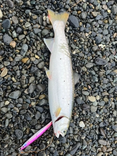 アメマスの釣果