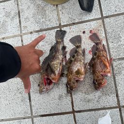 メバル