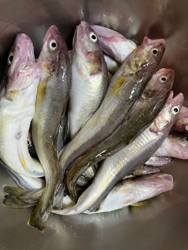 コマイの釣果