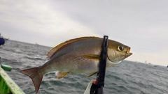 イサキの釣果