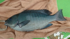 メジナの釣果