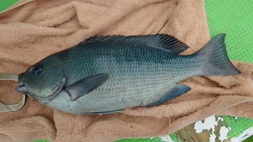 メジナの釣果