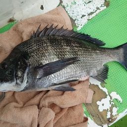 クロダイ