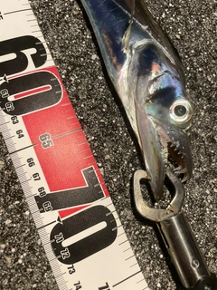 タチウオの釣果