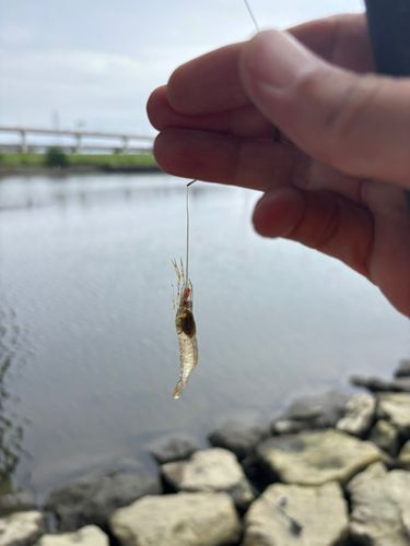 テナガエビの釣果