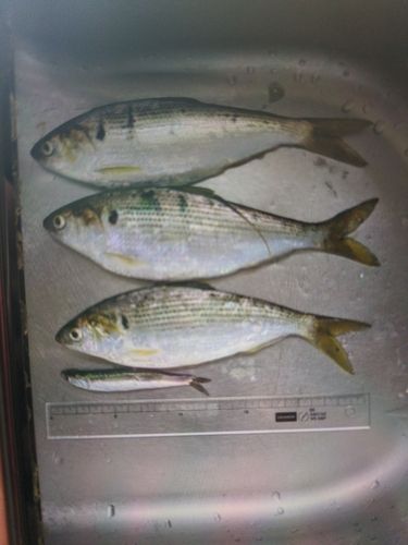 コハダの釣果