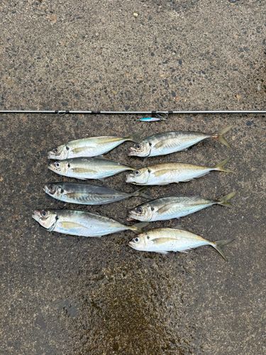 アジの釣果