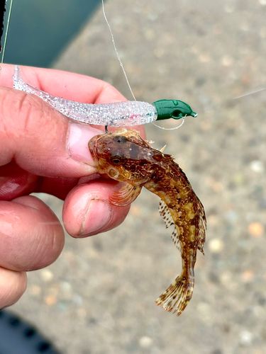 アナハゼの釣果