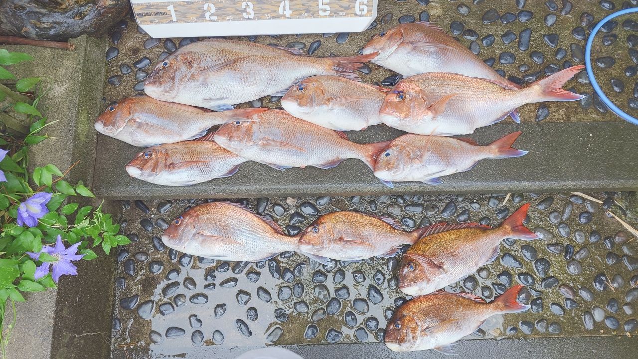 マダイ