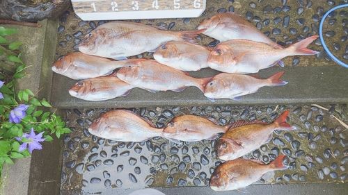 マダイの釣果