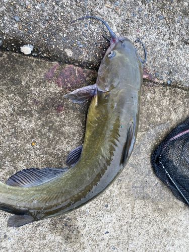 アメリカナマズの釣果