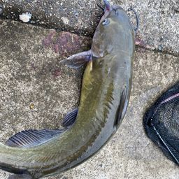 アメリカナマズ