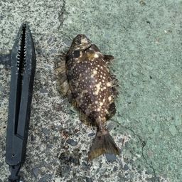 アイゴ
