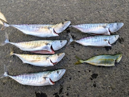 ハガツオの釣果