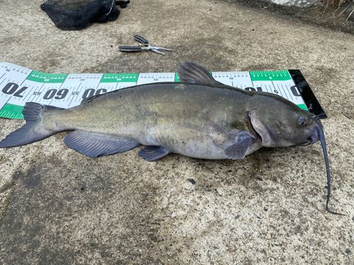 アメリカナマズの釣果