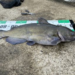 アメリカナマズ