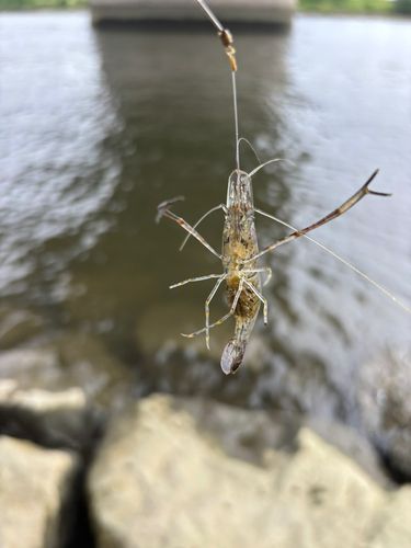 テナガエビの釣果