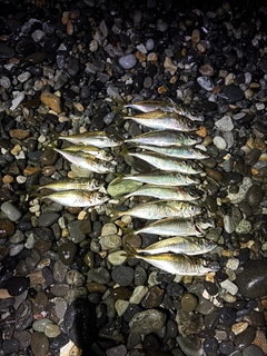マアジの釣果