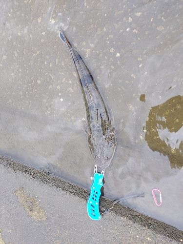 マゴチの釣果