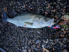 フッコ(マルスズキ)の釣果