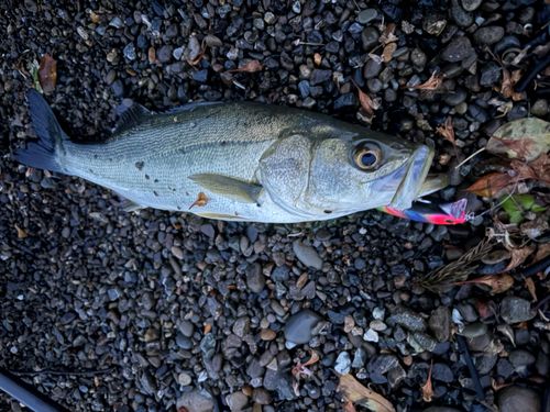 フッコ（マルスズキ）の釣果