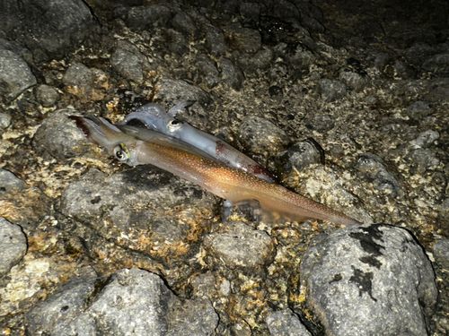 イカの釣果