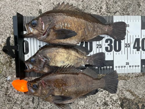 クロメバルの釣果