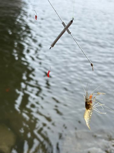 テナガエビの釣果