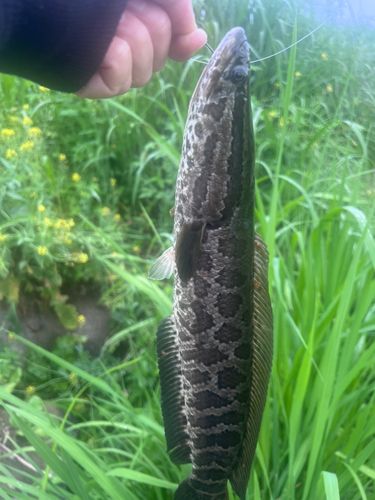ライギョの釣果