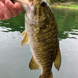 スモールマウスバス