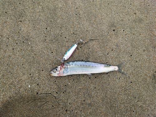 イワシの釣果