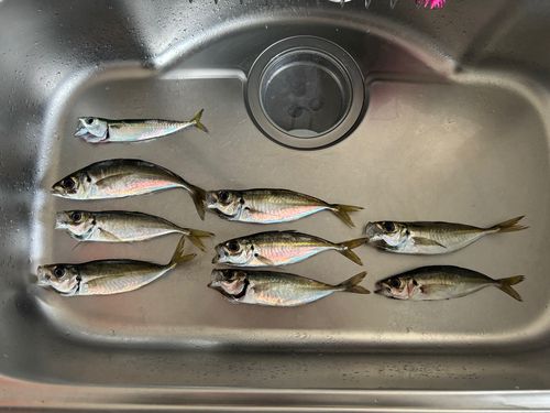 アジの釣果