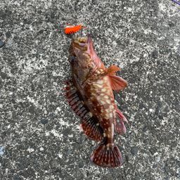 カサゴ