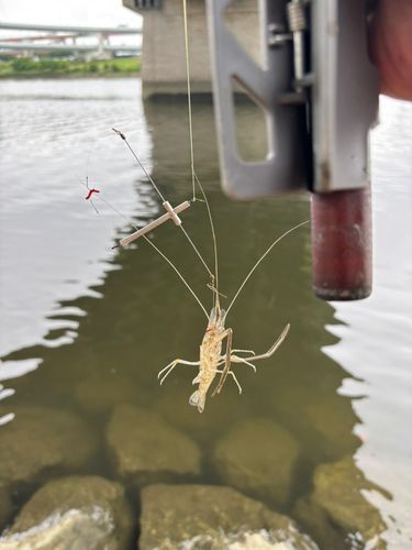 テナガエビの釣果