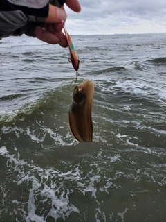 ウシノシタの釣果