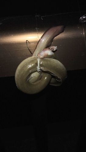 ウナギの釣果
