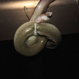 ウナギ