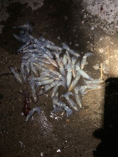 マメイカの釣果