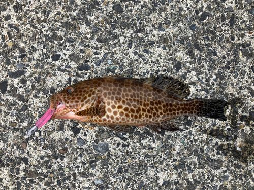 オオモンハタの釣果