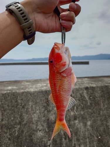 オジサンの釣果
