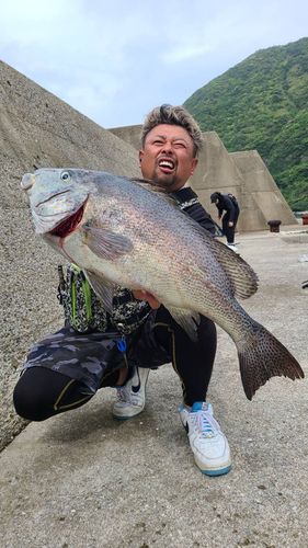 コロダイの釣果