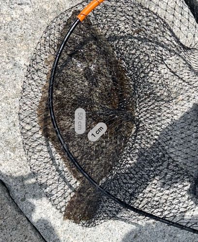 ヒラメの釣果