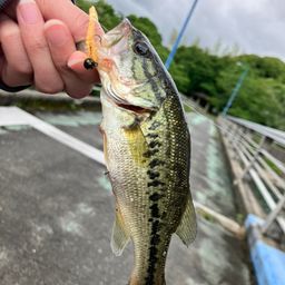 ブラックバス