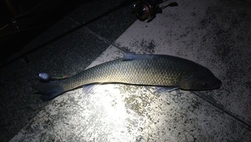 ニゴイの釣果