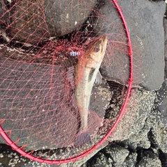 フッコ(マルスズキ)の釣果
