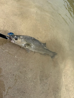 スズキの釣果