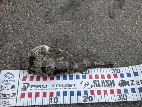 ショウサイフグの釣果